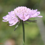 Scabiosa lucida