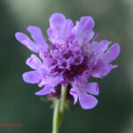 Scabiosa gramuntia