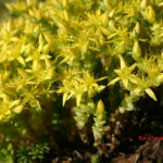 gen.Sedum