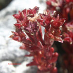 Sedum atratum