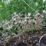 Sedum dasyphyllum