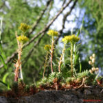 Sedum montanum