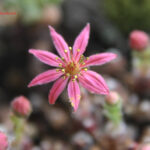 gen.Sempervivum