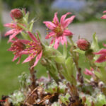 Sempervivum arachnoideum