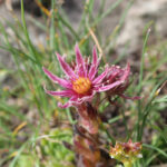 Sempervivum montanum