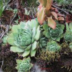 Sempervivum wulfenii