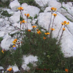 Senecio abrotanifolius