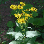 Senecio cordatus