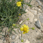 Senecio inaequidens