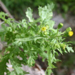 Senecio vulgaris