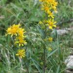Solidago virgaurea