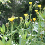 Sonchus arvensis