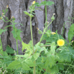 gen.Sonchus