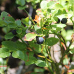 gen.Vaccinium