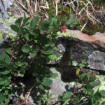 Vaccinium uliginosum