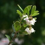 Vaccinium vitis-idaea