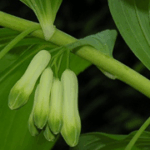 Polygonatum multiflorum