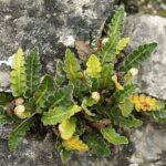 Asplenium ceterach