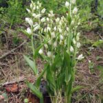 Cephalanthera damasonium