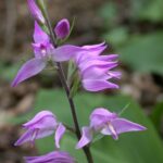 Cephalanthera rubra