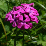 Dianthus barbatus