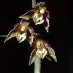 Epipactis microphylla