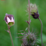 Geum rivale