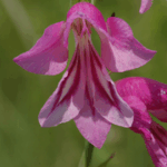 gen.Gladiolus