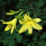 Hemerocallis lilio-asphodelus