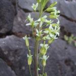 Arabis glabra