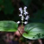 gen.Maianthemum