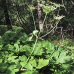 Peucedanum verticillare