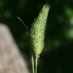 Phleum alpinum