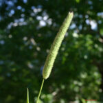 gen.Phleum
