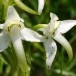 Platanthera chlorantha