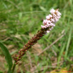 Polygonum viviparum