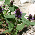 Prunella vulgaris