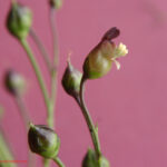 Scrophularia nodosa