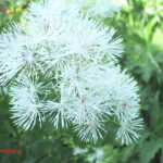 gen.Thalictrum