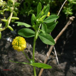 Trifolium aureum