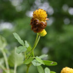 Trifolium spadiceum