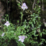 Veronica fruticulosa