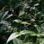 Veronica urticifolia