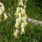 Aconitum lycoctonum
