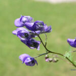 Aconitum paniculatum
