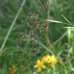 gen.Agrostis