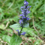 Ajuga reptans