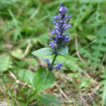 gen.Ajuga