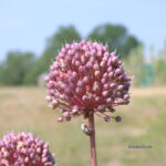 Allium ampeloprasum