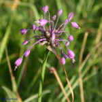 gen.Allium